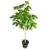 4L NZ Puriri - Vitex Lucens
