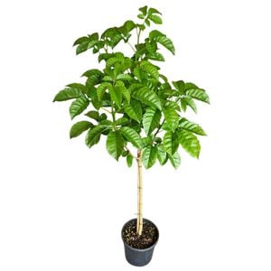 4L NZ Puriri - Vitex Lucens