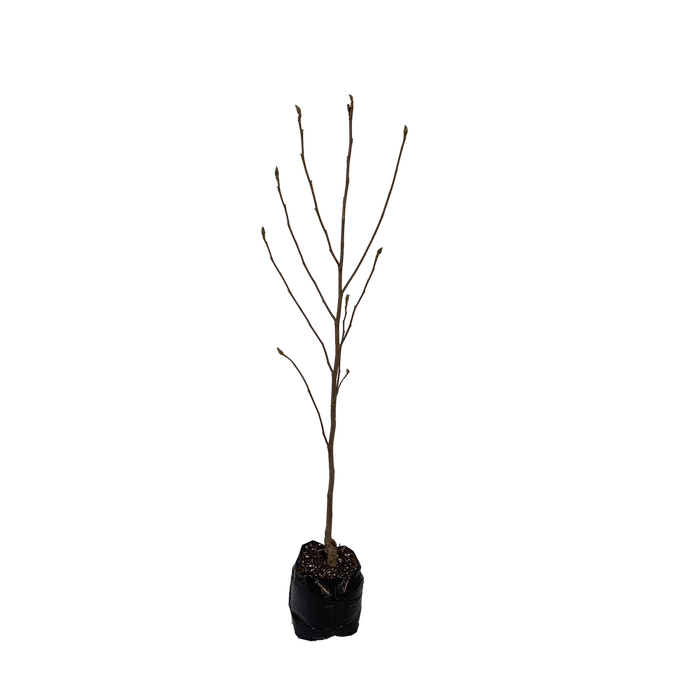 15L Magnolia - Magnolia soulangeana Cleopatra
