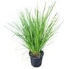 4L Nyalla Grass - Lomandra Nyalla