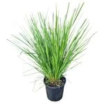 4L Nyalla Grass - Lomandra Nyalla