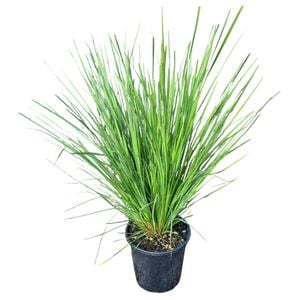 4L Nyalla Grass - Lomandra Nyalla