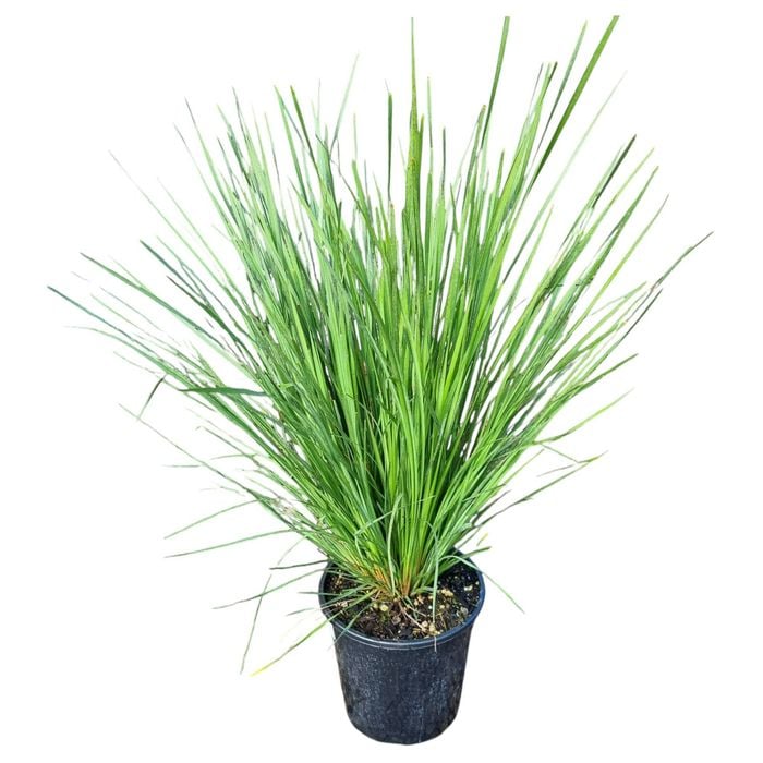 4L Nyalla Grass - Lomandra Nyalla