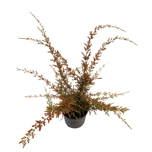 140mm Wartook Wonder - Micromyrtus ciliata