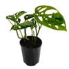 125mm Swiss Cheese Plant - Monstera Adansonii