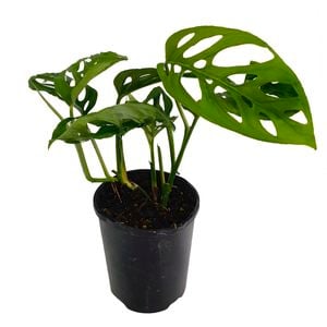 125mm Swiss Cheese Plant - Monstera Adansonii