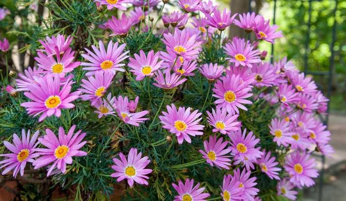 Pink aster cordifolius flower in a pot