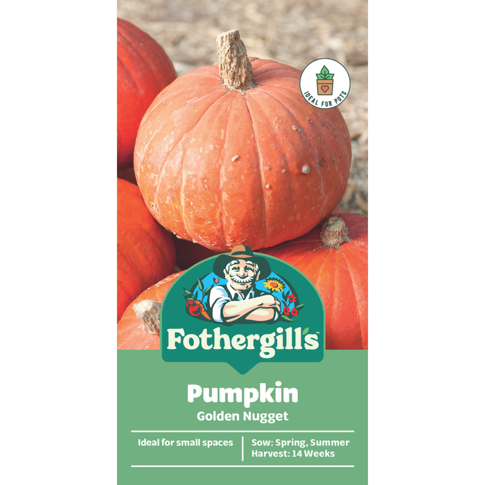 Fothergill's Golden Nugget Pumpkin Vegetable Seeds