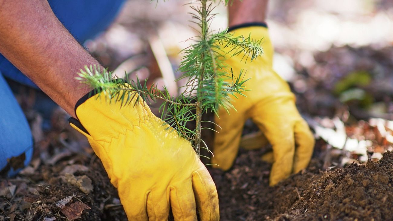 A person wearing yellow gloves planting a small tree sapling in soil
