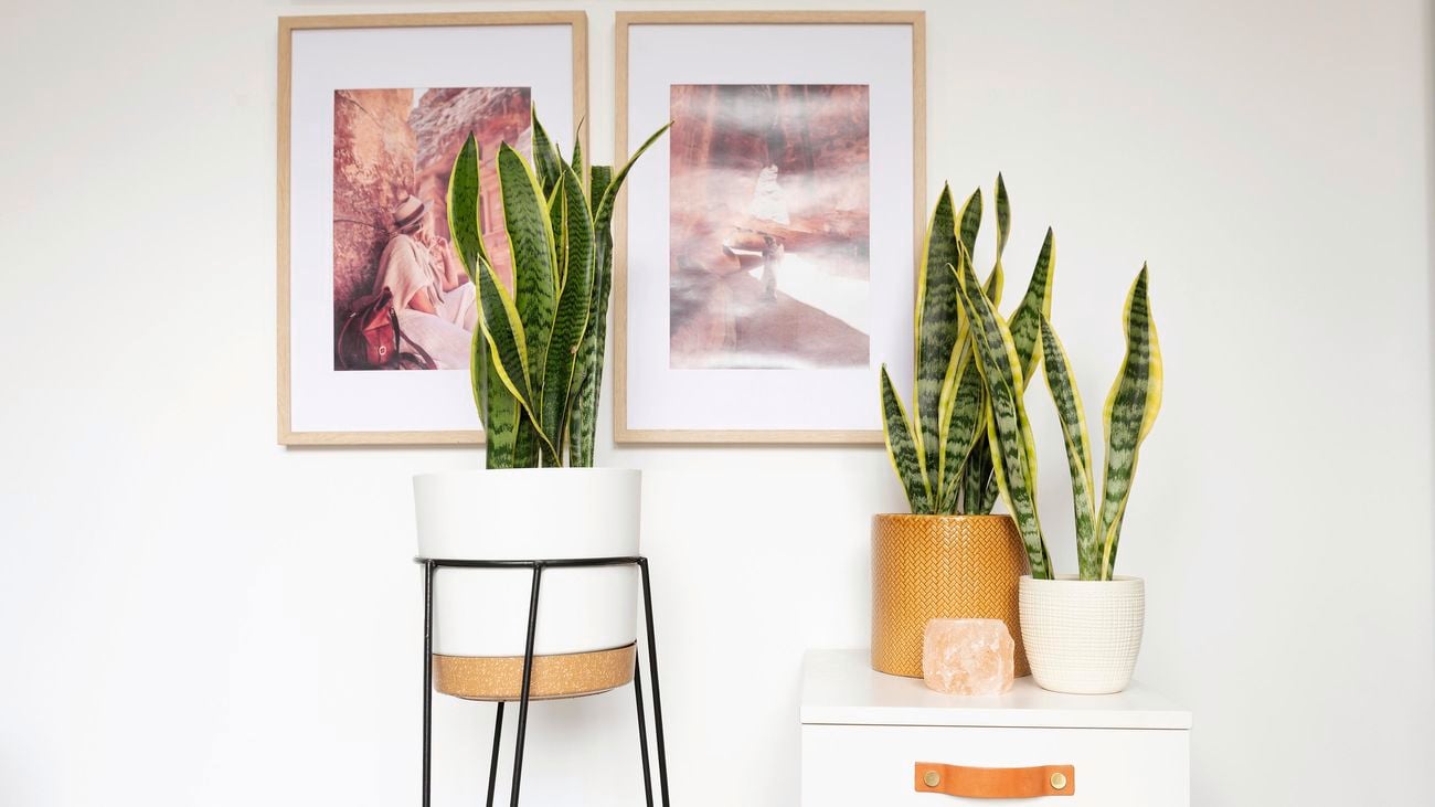 DIY - Header - How to grow a sansevieria plant (mother in law's tongue)
