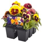 6 Cell Fusion Flowers  Pansy Disco Diva - Viola x wittrockiana