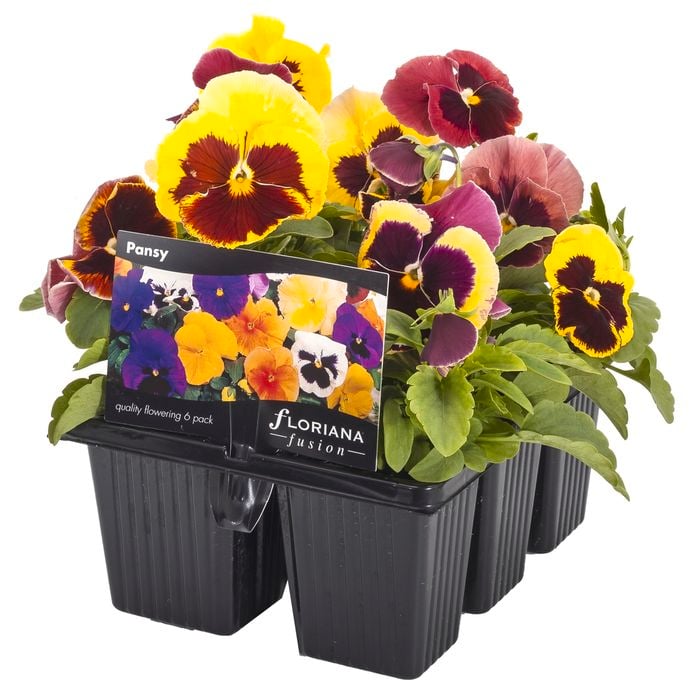 6 Cell Fusion Flowers  Pansy Disco Diva - Viola x wittrockiana