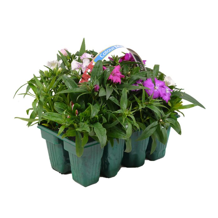 8 Pack Colourmax Dianthus - Dianthus barbatus