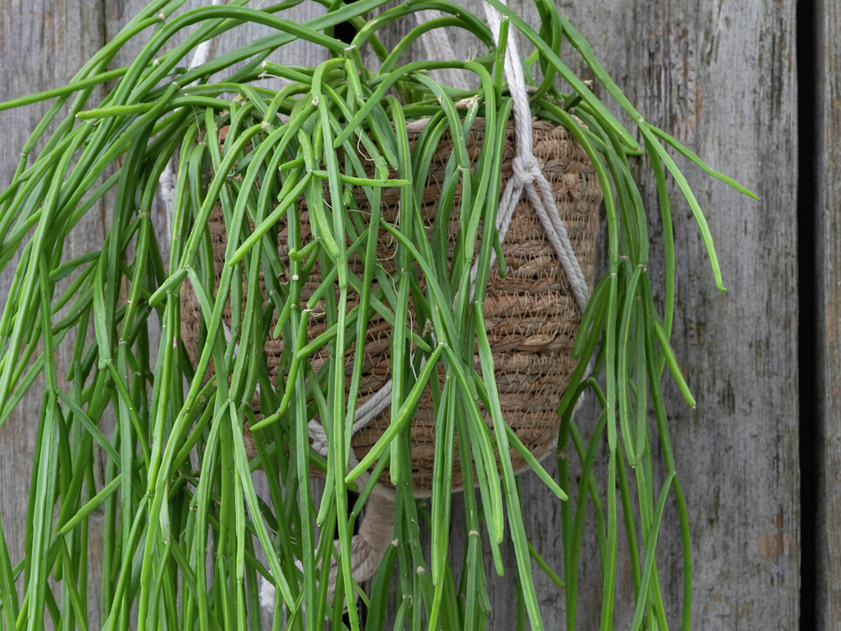 How To Grow Rhipsalis - Bunnings Australia