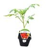 9cm Tomato Big Beef