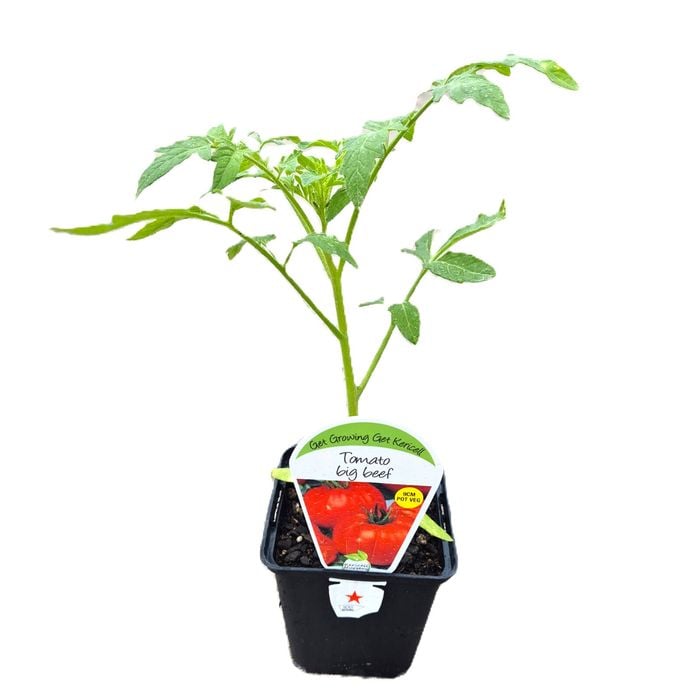 9cm Tomato Big Beef