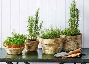 Three plants in rope-covered pots on a table