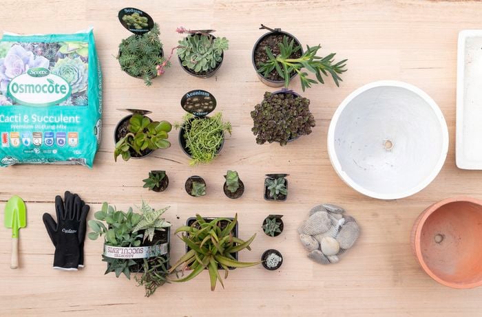Variety of succulents and potting mix laid out on a benchtop.