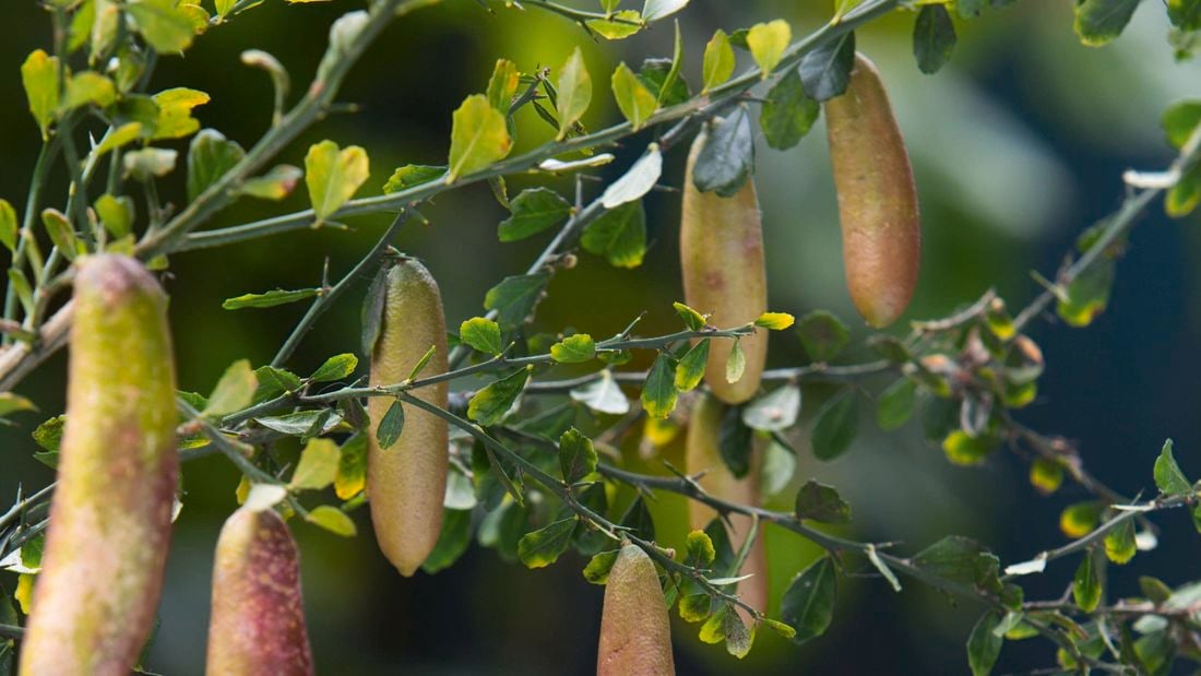 Several native edible plants hanging from a branch