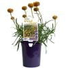 140mm Bracteantha Gold Rush - Bracteantha