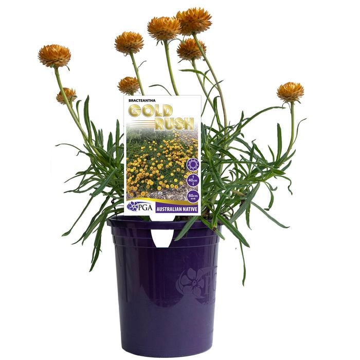 140mm Bracteantha Gold Rush - Bracteantha