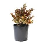 200mm Coprosma - Coprosma Evening Glow