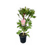 140mm Protea Madiba - Protea cynaroides