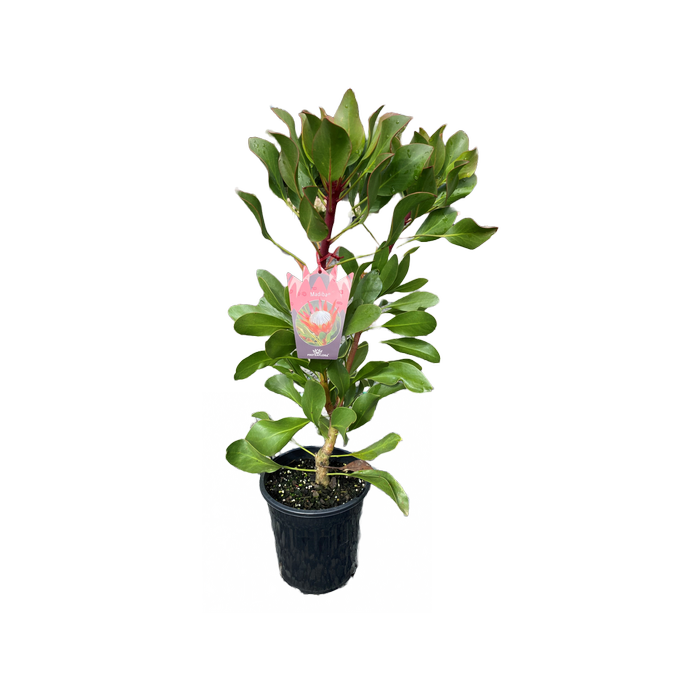 140mm Protea Madiba - Protea cynaroides