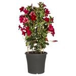 200mm Mandevilla Climbing Assorted - Mandevilla sanderi