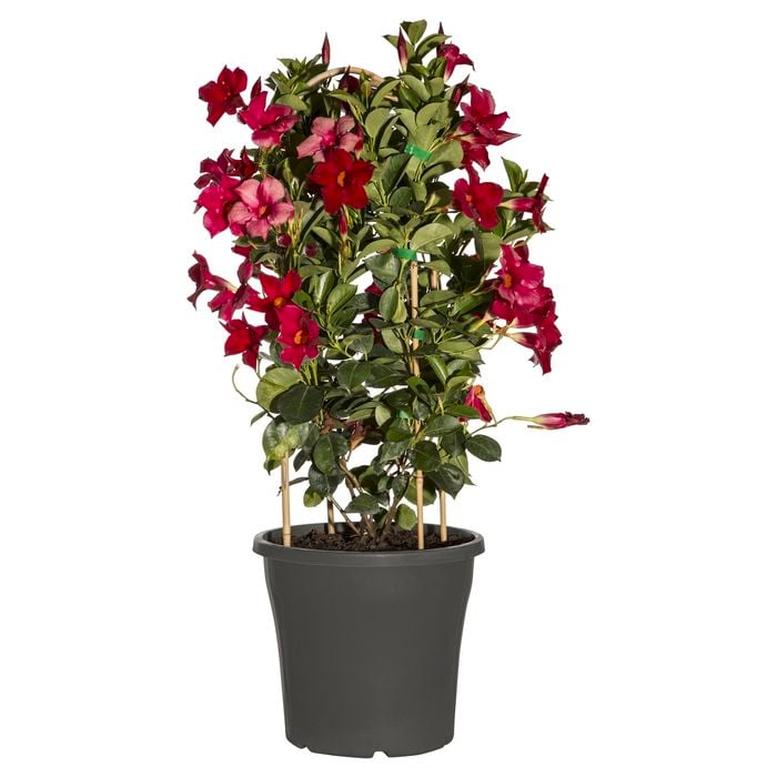 200mm Mandevilla Climbing Assorted - Mandevilla sanderi