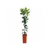 4L Lemon Lisbon Dwarf Grafted - Citrus limon