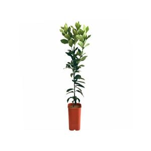 4L Lemon Lisbon Dwarf Grafted - Citrus limon