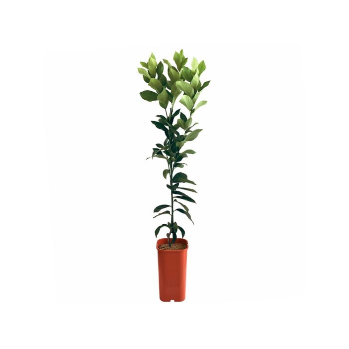 4L Lemon Lisbon Dwarf Grafted - Citrus limon
