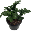 180mm Zanzibar Zenzii - Zamioculcas zamiifolia