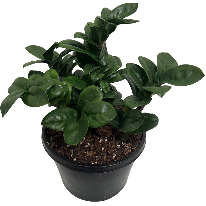 180mm Zanzibar Zenzii - Zamioculcas zamiifolia
