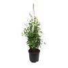 30L Star Jasmine - Trachelospermum jasminoides