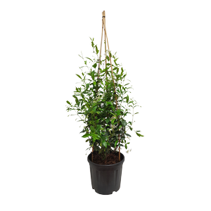 30L Star Jasmine - Trachelospermum jasminoides