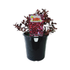 180mm Sahara Ruby - Coprosma