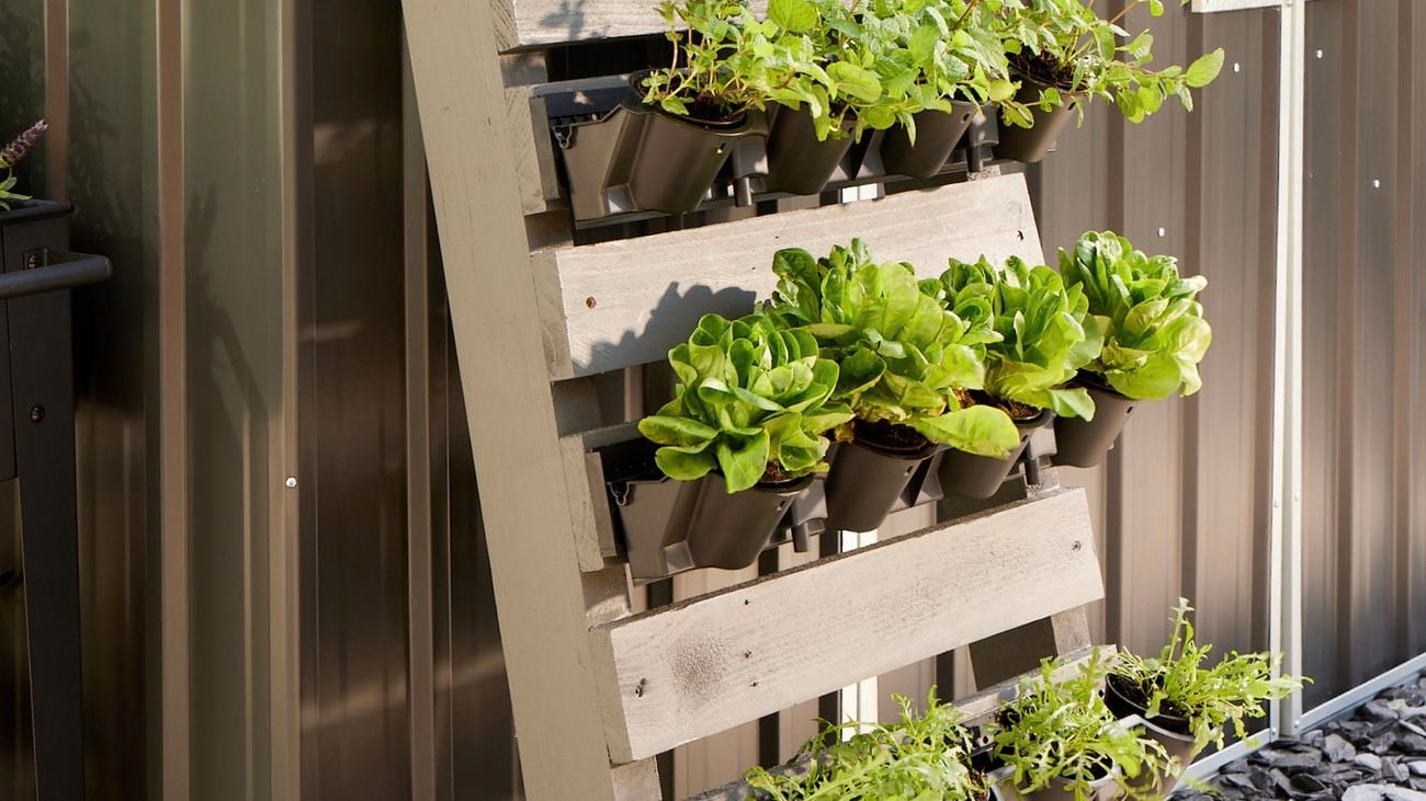 Vegetables growing in pots placed in a wooden pallet.