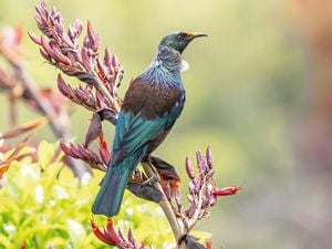 A bird sitting on a branch outside