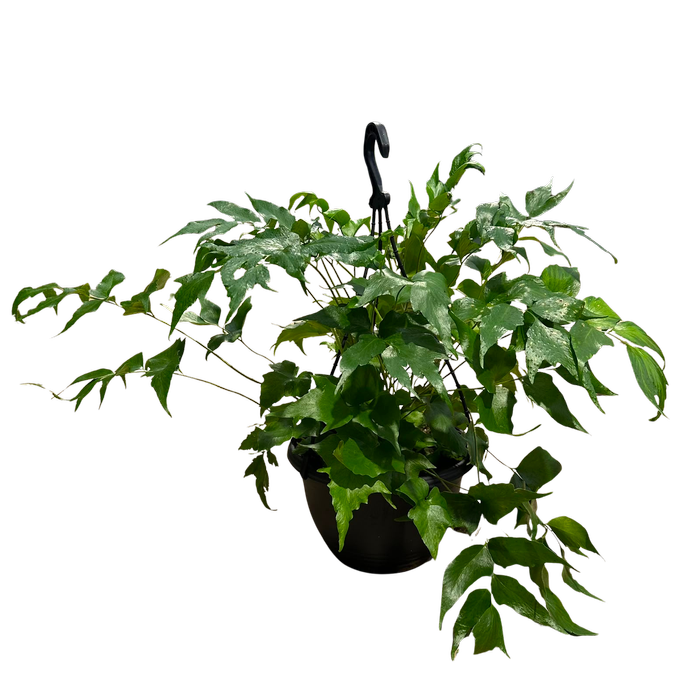 200mm Holly Fern HB - Cyrtomium falcatum