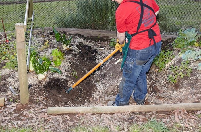 A person turning over soil in a vegetable garden using a hoe