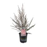 170mm Burgundy Queen - Leptospermum