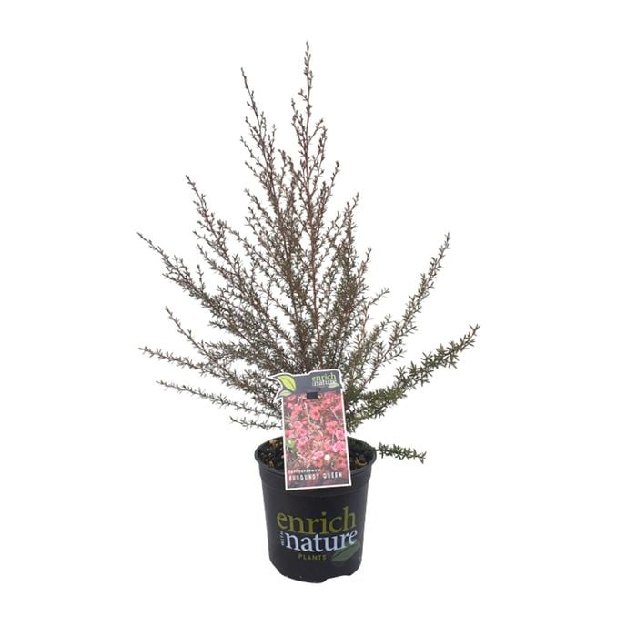 170mm Burgundy Queen - Leptospermum