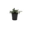 140mm Westringia Mundi