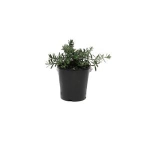140mm Westringia Mundi