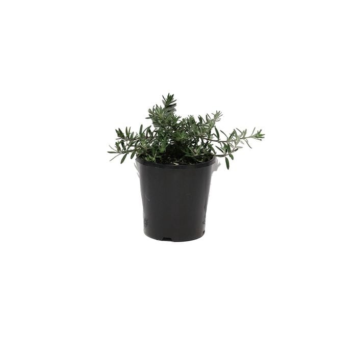 140mm Westringia Mundi