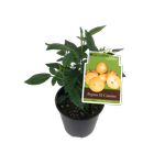 1.9L Pepino El Camino - Solanum muricatum El Camino - Incredible Edibles Range