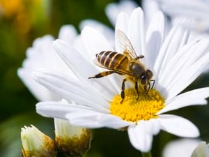 DIY Advice Image - How to attract bees and butterflies. G Drive blob storage upload.