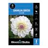 Bloomin Bulbs Dahlia Cloe 1 Pack